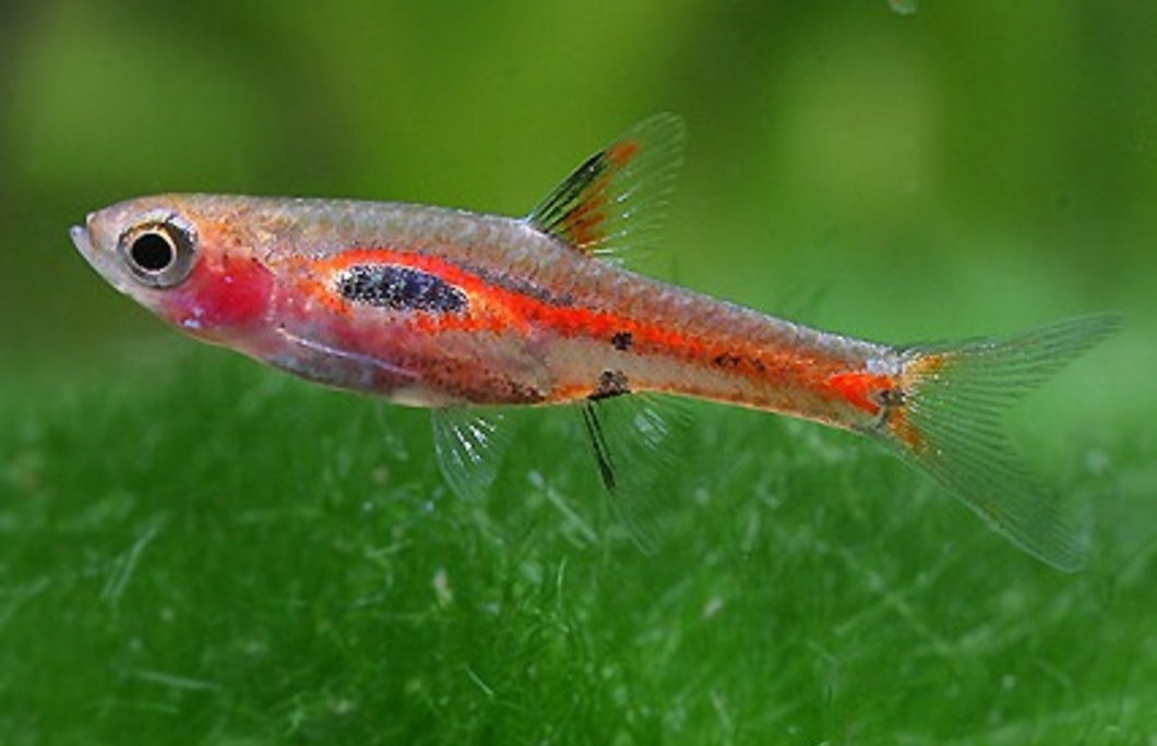 Phoenix Rasbora