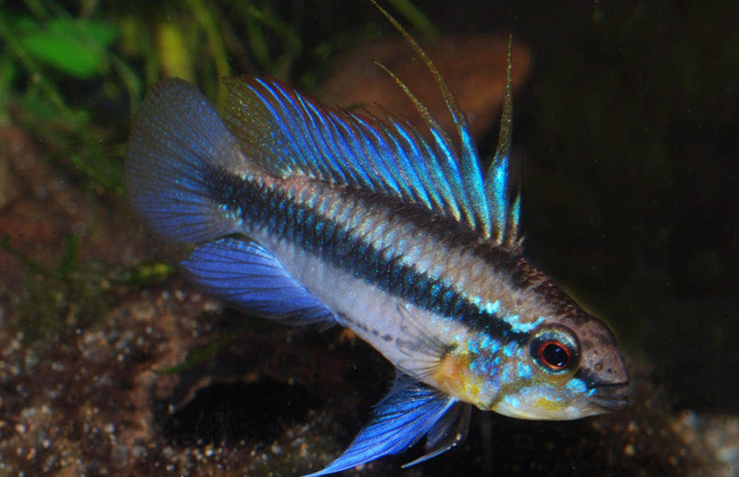 Apistogramma Trifasciata Pair