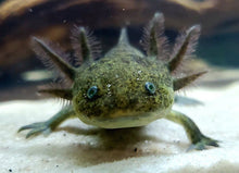 Load image into Gallery viewer, Assorted Axolotl
