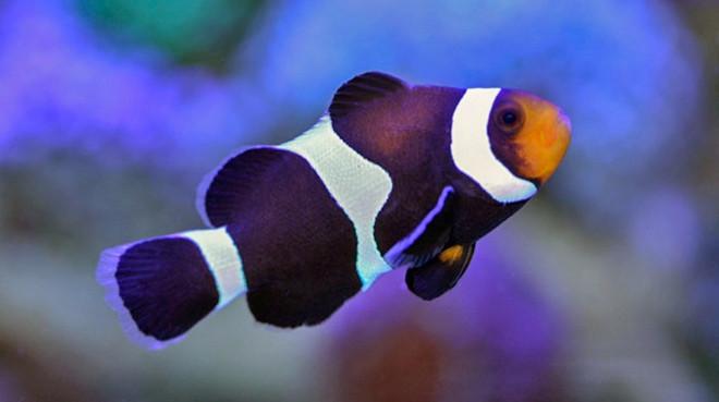Black & White Clown Pair