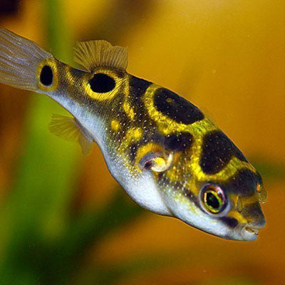 Figure Puffer – PASS Aquatics Reptiles