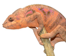 Load image into Gallery viewer, Sambava Panther Chameleon CB20 F
