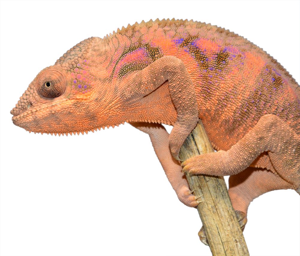 Sambava Panther Chameleon CB20 F