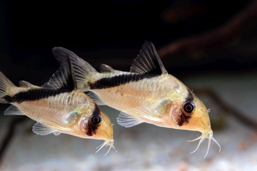 Melini Corydora