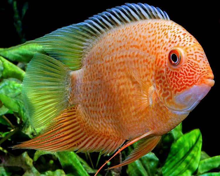 Red Spotted Severum