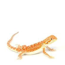 Load image into Gallery viewer, Bearded Dragon CB23
