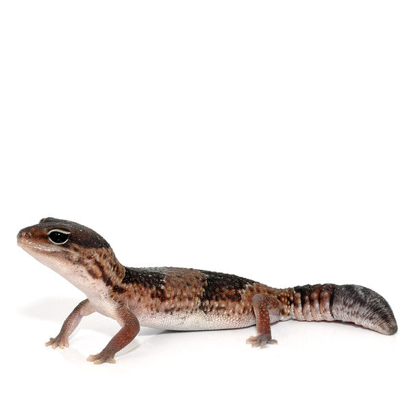 African Fat Tailed Gecko CF – PASS Aquatics Reptiles