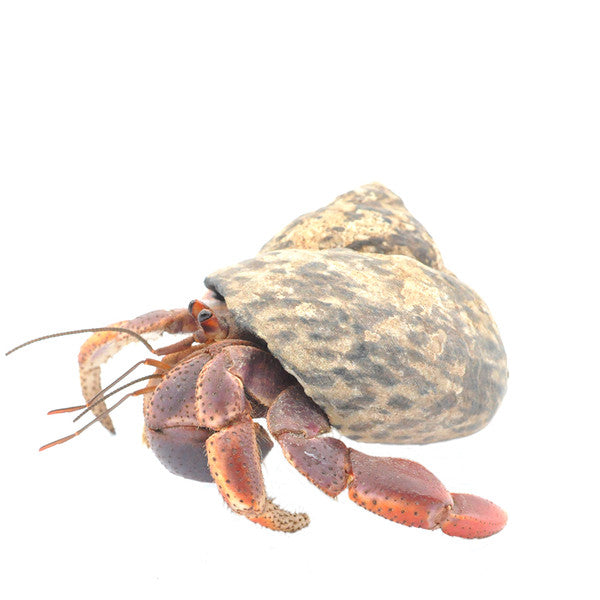 Caribbean Land Hermit Crab