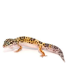 Load image into Gallery viewer, Leopard Gecko CB
