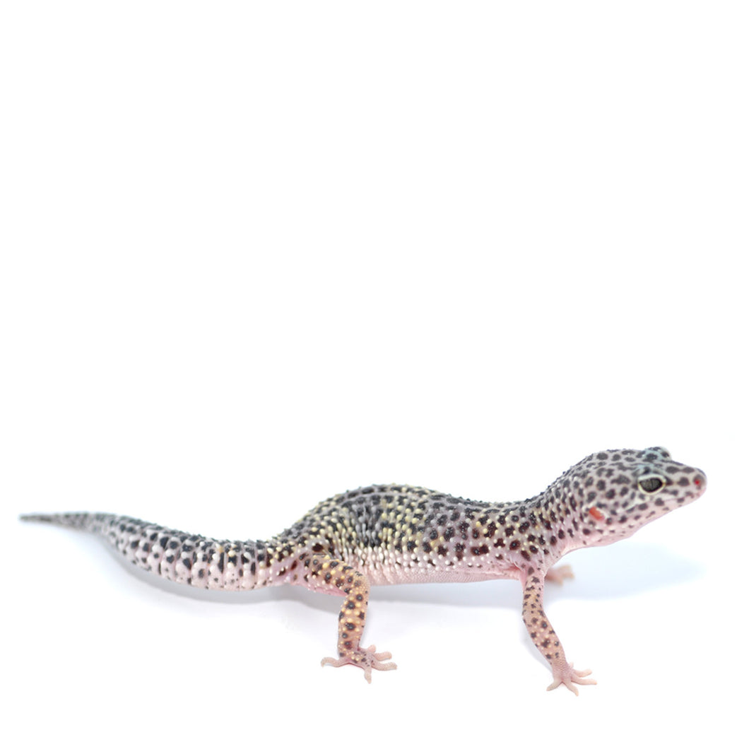 Leopard Gecko CB
