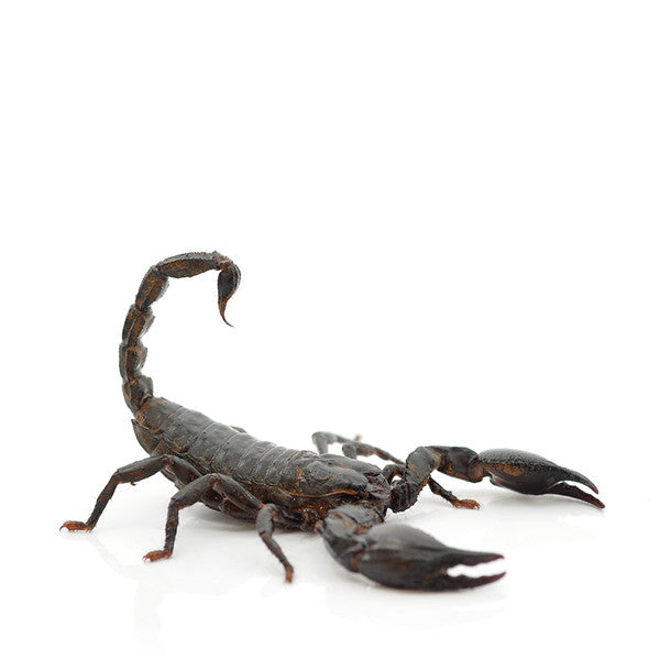 Asian Blue Forest Scorpion