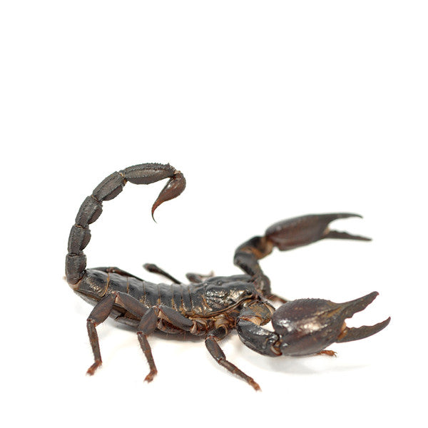 Vietnam Black Forest Scorpion