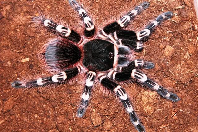 White Knee Tarantula CB 1cm