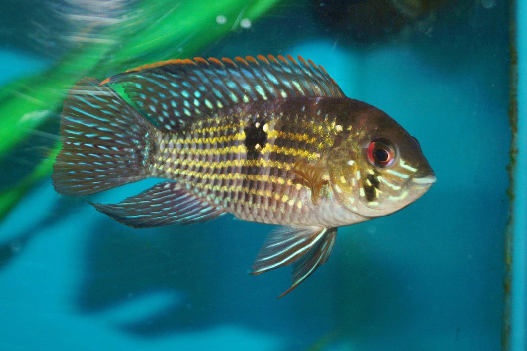 Blue Acara