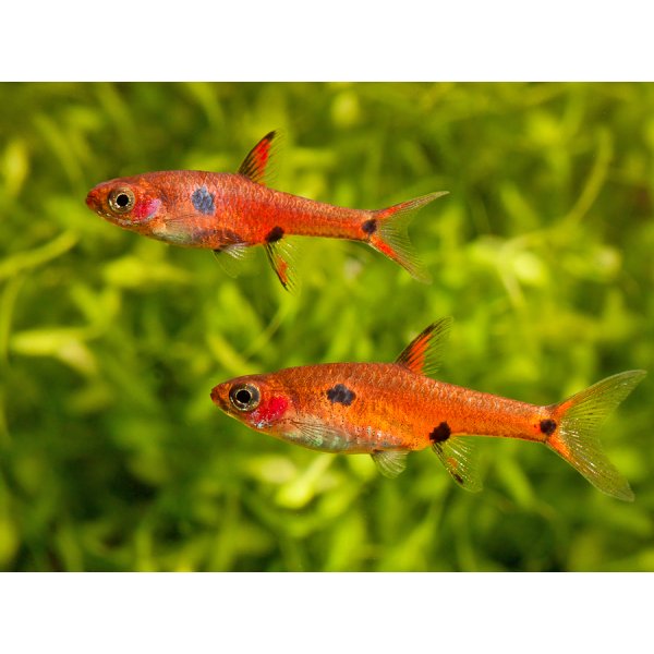 Dwarf Rasbora