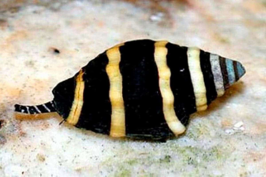 Bumblebee snail