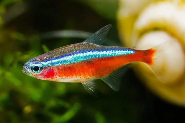 Cardinal Tetra