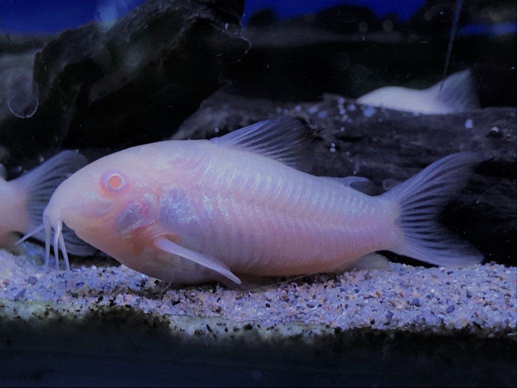 Albino Corydoras