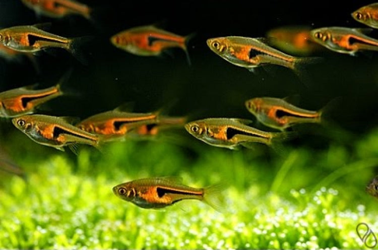 Copper Rasbora