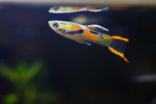 Load image into Gallery viewer, Male Endler Guppies
