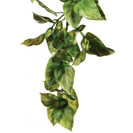 Exo Terra Jungle Plant Amapallo
