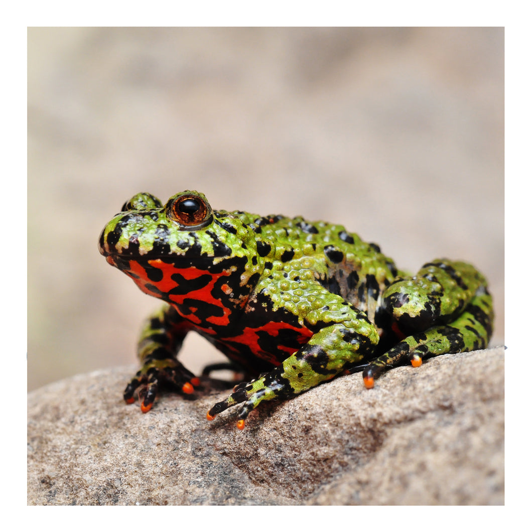 Oriental Fire Bellied Toad CB21