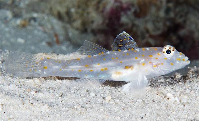 Ghost Goby