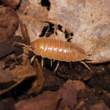Load image into Gallery viewer, Tropical Wood Lice
