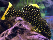 Load image into Gallery viewer, Golden Nugget Pleco
