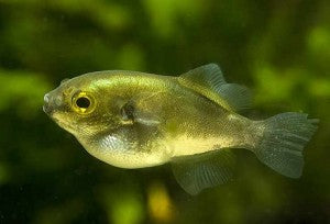 Puffer Avacoda