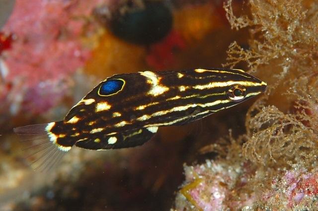 Monti-Bug Eating Wrasse
