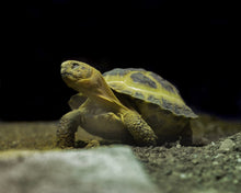 Load image into Gallery viewer, Horsefield Tortoise C
