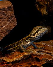 Load image into Gallery viewer, Bearded Dragon CB
