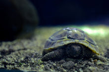Load image into Gallery viewer, Hermans Tortoise CB
