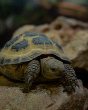 Load image into Gallery viewer, Horsefield Tortoise C
