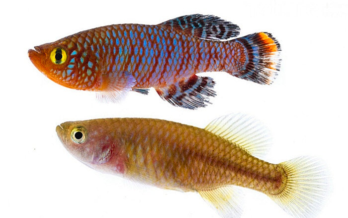 Bluefin Notho Killifish