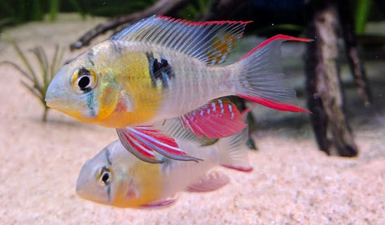 Bolivian Royal Red Ram