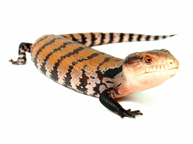 Indonesian Blue Tongue Skink
