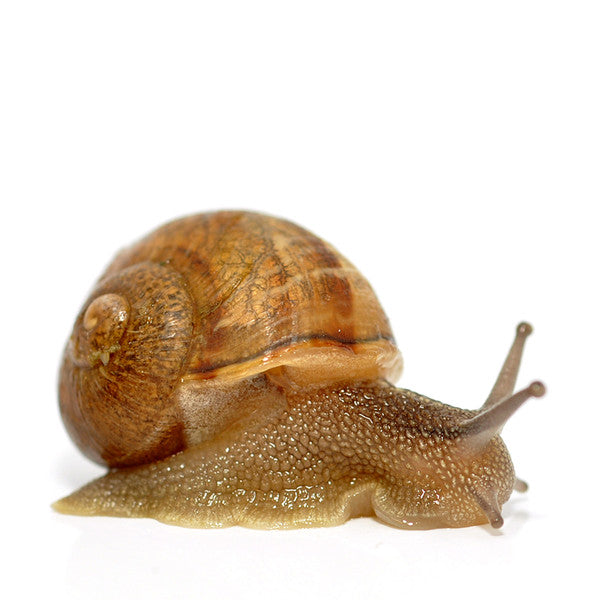 Live Food XL Snail pk 6 – PASS Aquatics & Reptiles