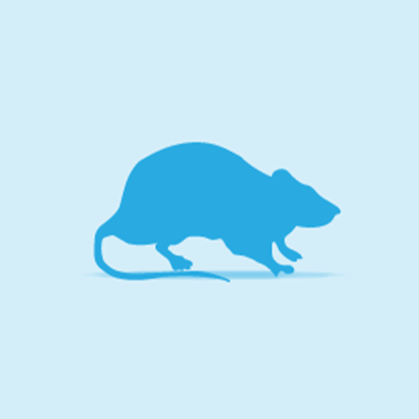Frozen  Rat Jumbo 350g+ 5pk