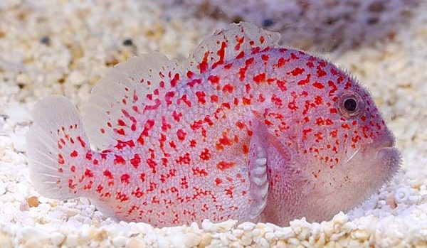 Red Speckled Coral Goby