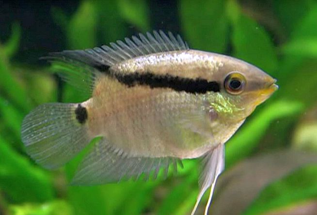 Festivum Cichlid
