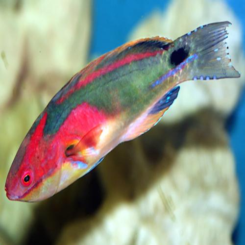 Multicolour Dwarf Parrot Fish