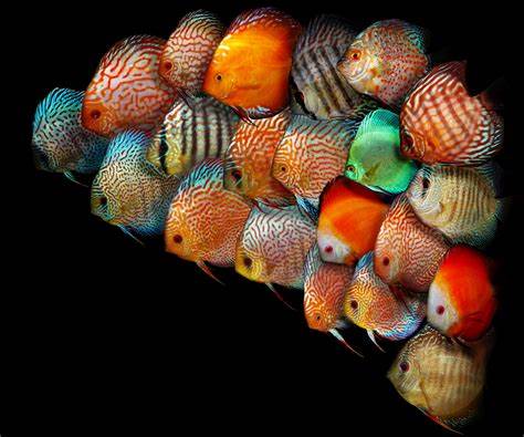 Discus Fish(Great Size&Color) – PASS Aquatics Reptiles