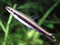 Pencil Fish
