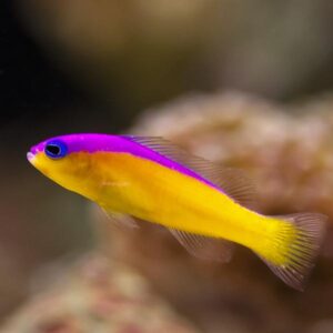 Flashback Pygmy Basslet