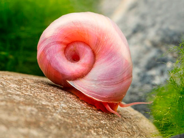 Pink Ramshorn Snail