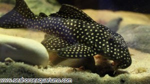 L048 Pario-Ancistrus Pleco