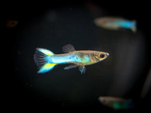 Load image into Gallery viewer, Male Endler Guppies
