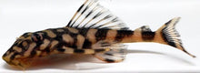 Load image into Gallery viewer, L52 Clown Pleco
